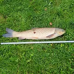 Dworek Jonatan 3* Chłopy
